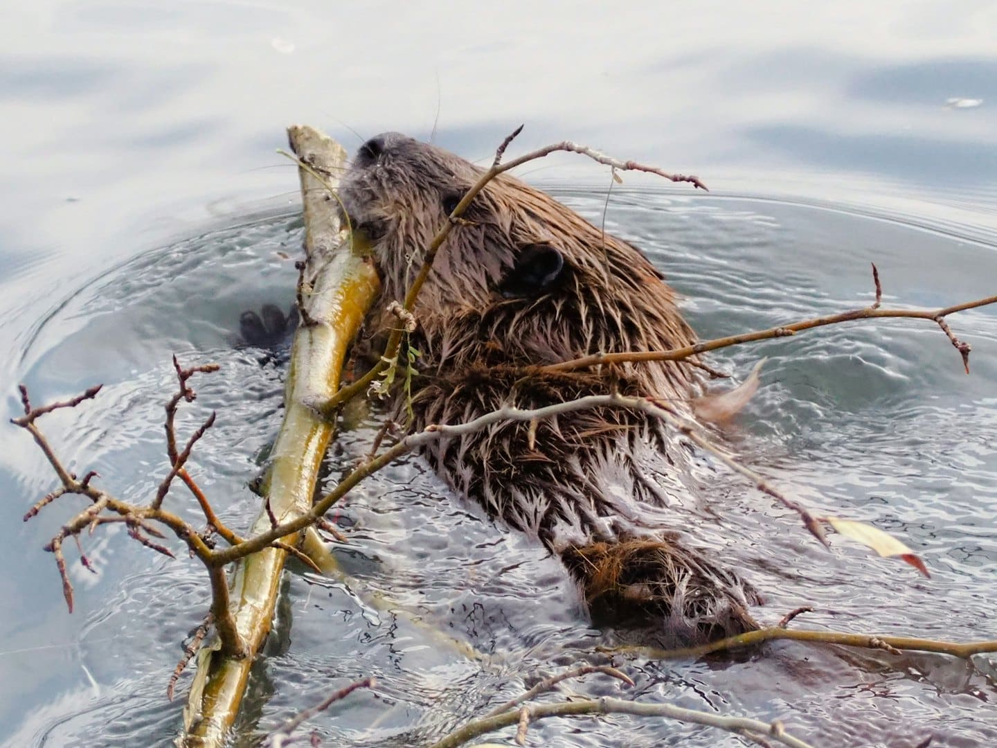 Beaver Management Services - Beaverwise.pro